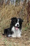 BORDER COLLIE 041